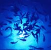 Blue Mega-Watt Underwater LED Lighting System (80 foot power cord)