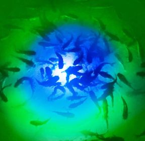 Blue/Green Mega-Watt Iris Underwater LED Lighting System (80 foot power cord)